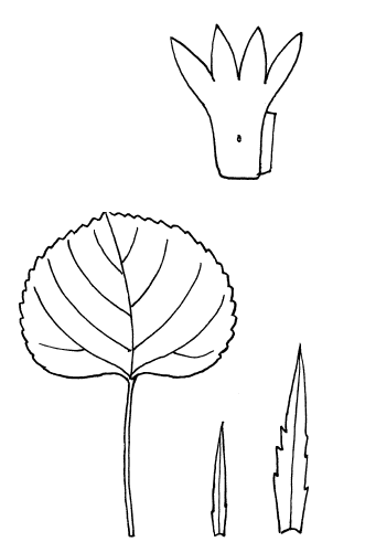 Выкройки листьев I_099