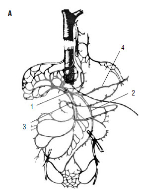 pdf the rust fungi