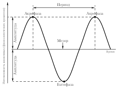 Период ритма рассчитывают как длительность одного