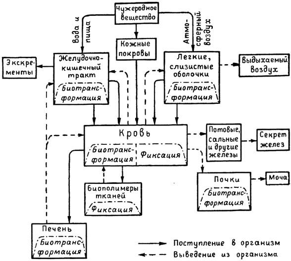 Кроме того, белковая структура