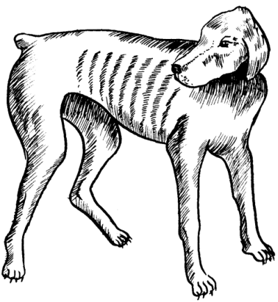 Ветеринарный справочник для владельцев собак - Страница 2 _72