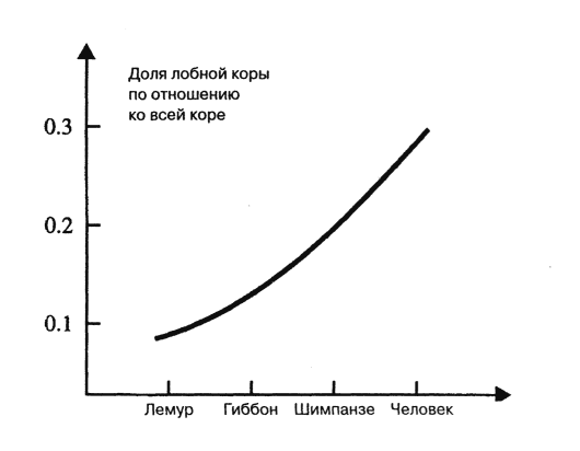 Пропорция лобных долей по отношению ко всему мозгу у разных видов приматов и