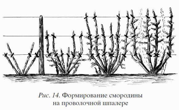 схема посадки смородина