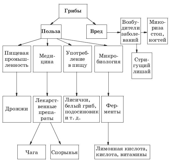 схема систематика грибов