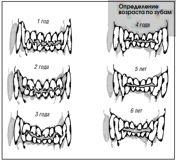 Как определить возраст собаки по зубам: 6 шагов